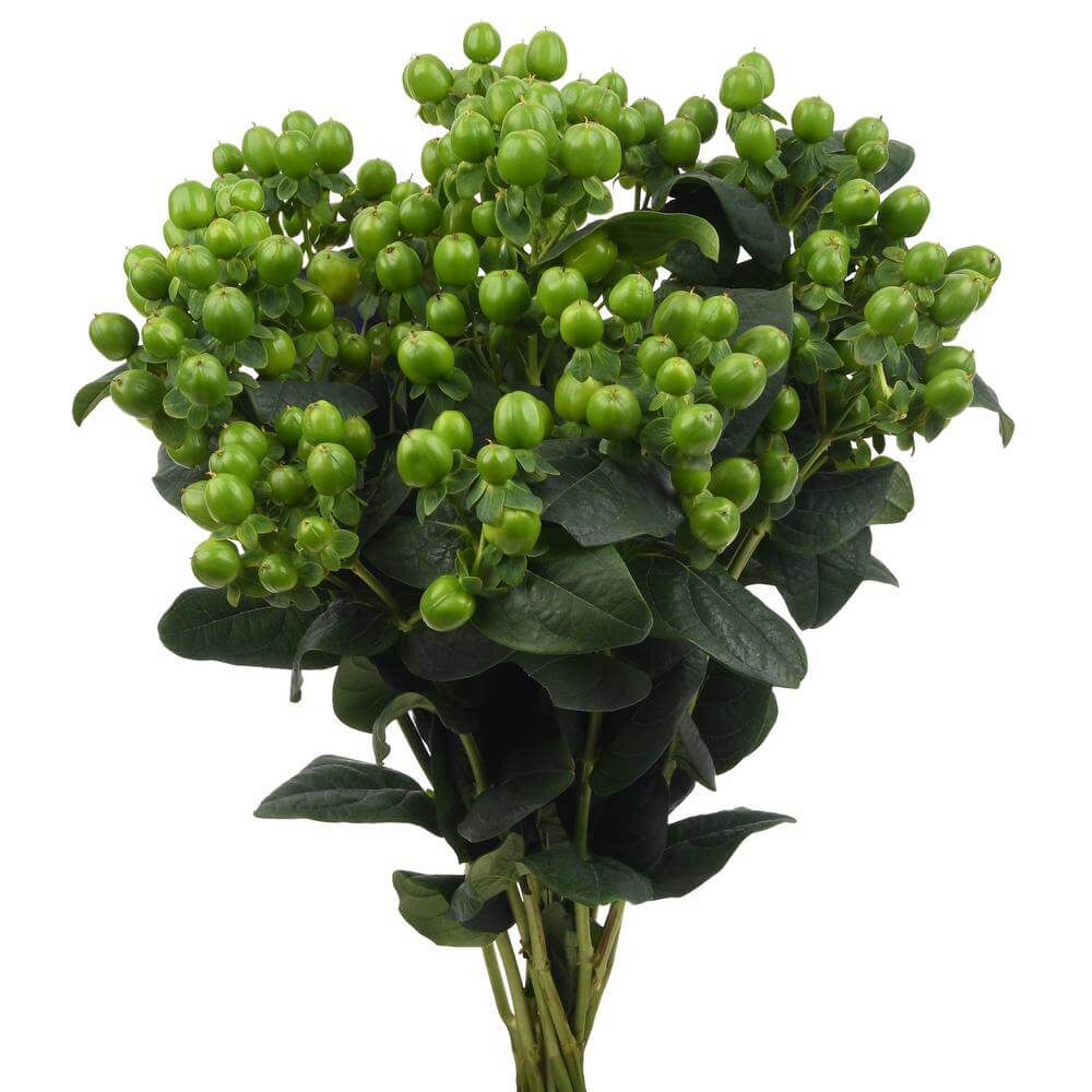 esmeralda-farms-hypericum-forest-xl-2