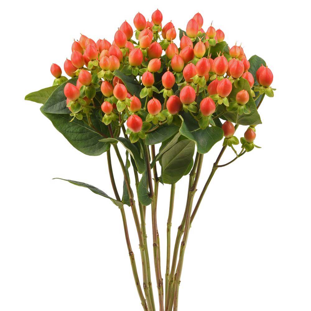 esmeralda-farms-hypericum-spring-peach-2