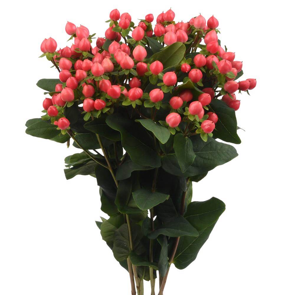 esmeralda-farms-hypericum-lollipop-2