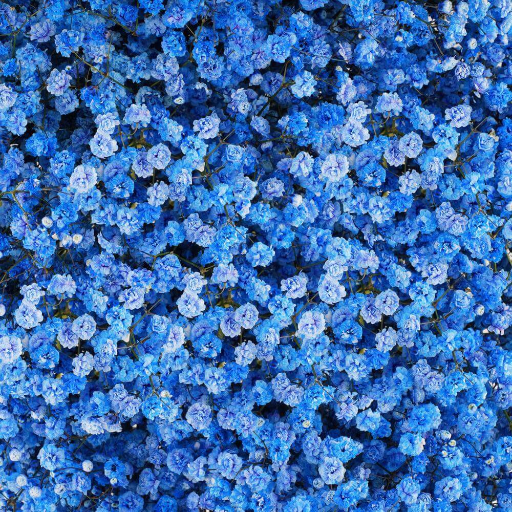 esmeralda-farms-gypsophila-blue-tint