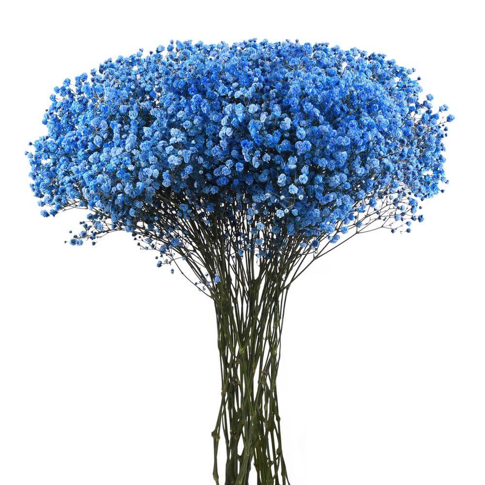 esmeralda-farms-gypsophila-blue-tint-2