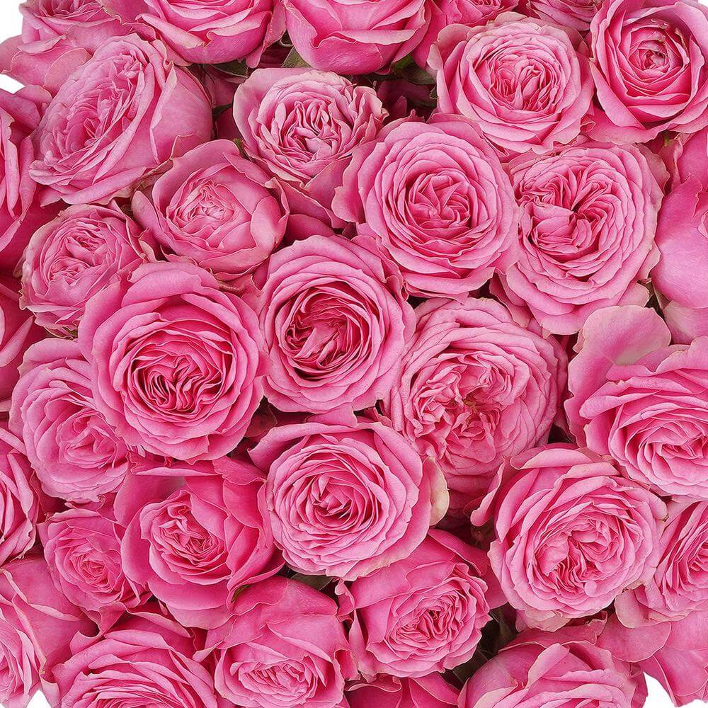 esmeralda-farms-spray-rose-pink-boom-1