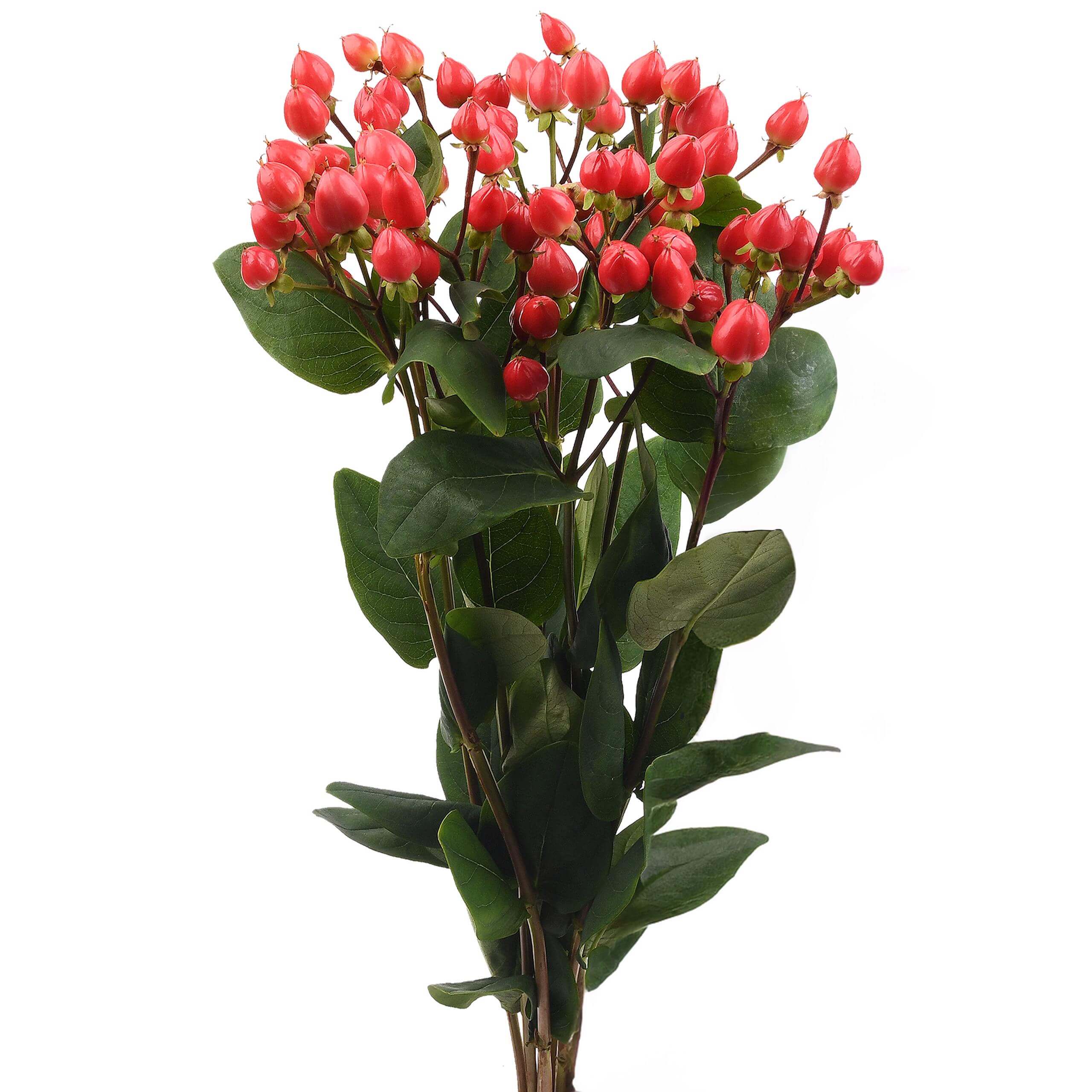 esmeralda-farms-hypericum-new-red-2