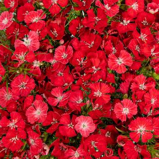 esmeralda-farms-dianthus-sweet-scarlet-1