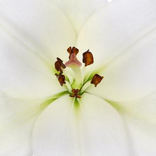 esmeralda-farms-la-hybrid-lily-white-1