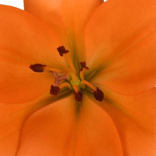 esmeralda-farms-ly-hybrid-lily-orange-1