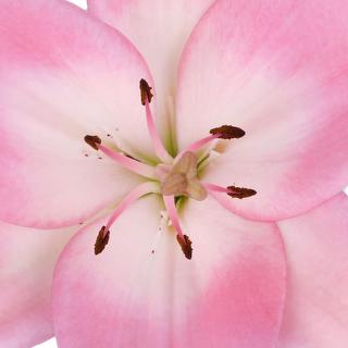 esmeralda-farms-la-hybrid-lily-pink-1