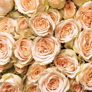 esmeralda-farms-spray-rose-brilliant-stars-apricot-1