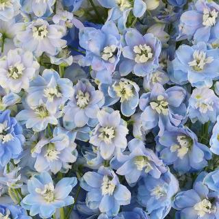 esmeralda-farms-delphinium-pacific-summer-skies