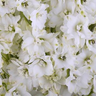 esmeralda-farms-delphinium-pacific-galahad