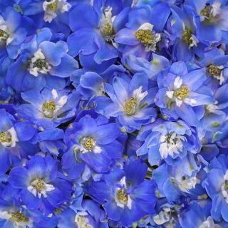 esmeralda-farms-delphinium-mf-mid-blue