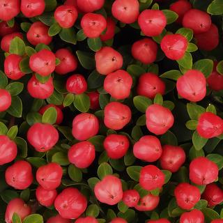 esmeralda-farms-hypericum-lollipop