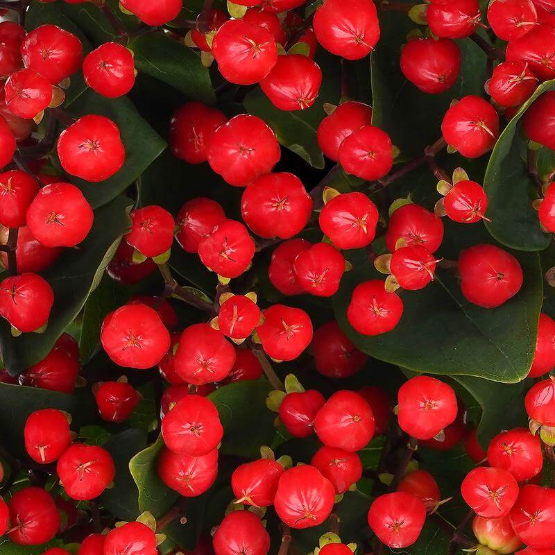 esmeralda-farms-hypericum-new-red