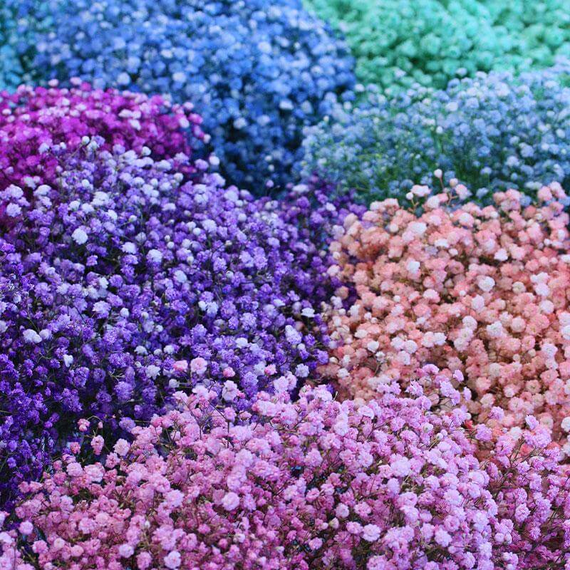 esmeralda-farms-gypsophila-tinted-product-sheet